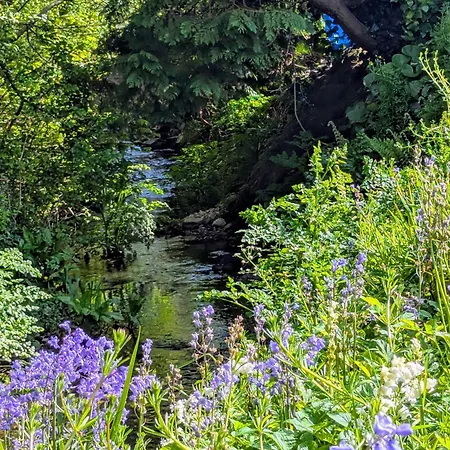 Laurel * 웩스퍼드